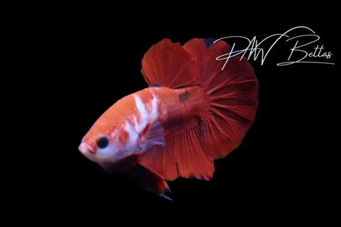 Red Marble HMPK Male Betta | M5108