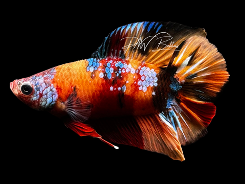 Candy DTPK Male Betta | M2667