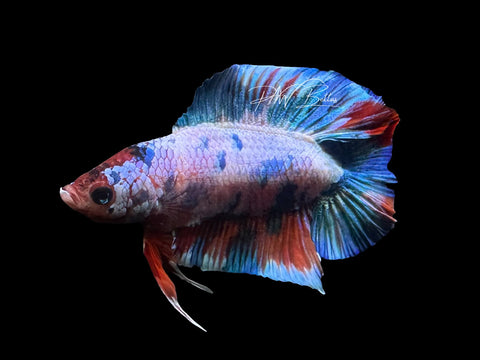 Blue Pokadot DTPK Male Betta | M2877