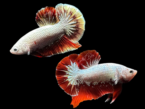 Red Dragon HMPK Male Betta