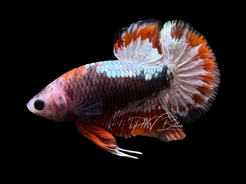 Red Fancy HMPK Male Betta | M2452