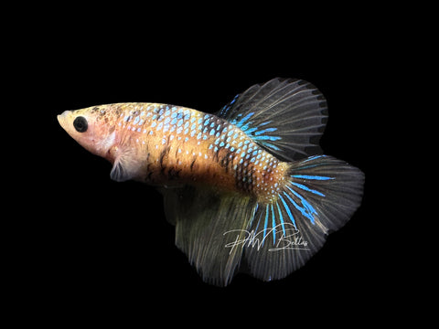 Yellow Koi HM Female Betta | F1685