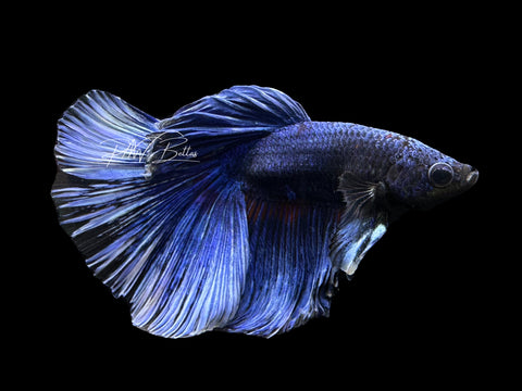 Blue Butterfly Delta Male Betta | M3103