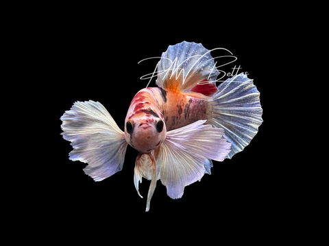 Candy Dumbo HMPK Male LM4