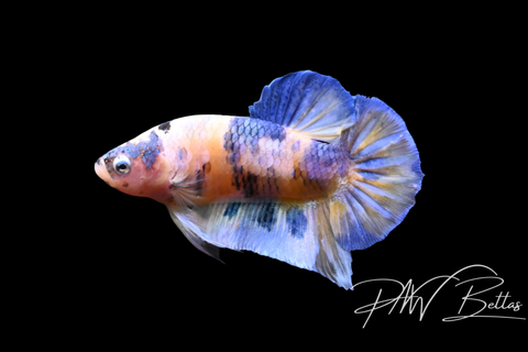 Yellow Koi HMPK Male Betta | 5140