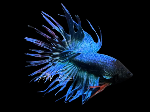 Blue Crowntail Male Betta | M3068