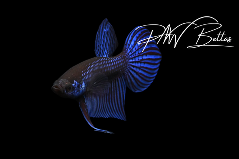 Blue Mahachai Male | Franks Bettas Wild Type | FW120