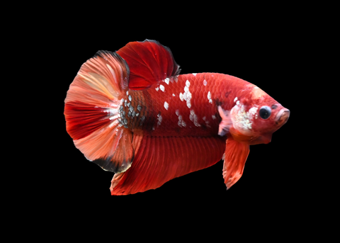 Nemo Galaxy HMPK Male Betta | 5257