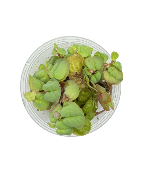Red Root Floaters | Phyllanthus fluitans