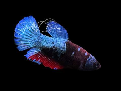 Avatar HMPK Female Betta | F2303