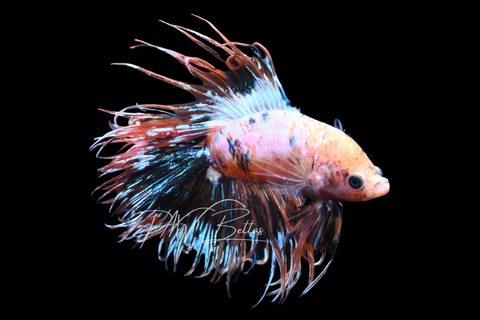 Orange Marble DTCT Male Betta | M2907