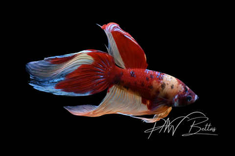 Nemo Veiltail Male Betta | M5049