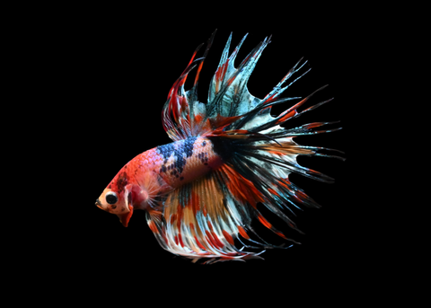 Candy Crowntail Male Betta | 5194