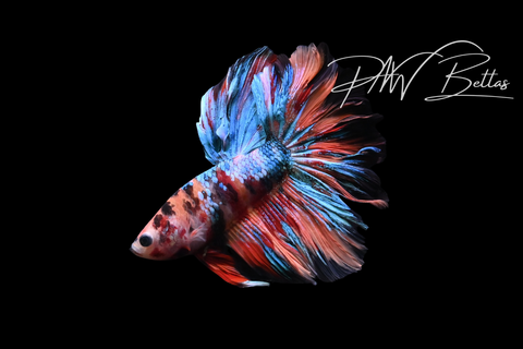 Koi Delta Galaxy Male Betta | M5109