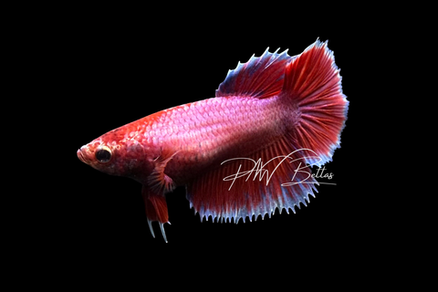 Salamander Halfmoon Female Betta | F4040