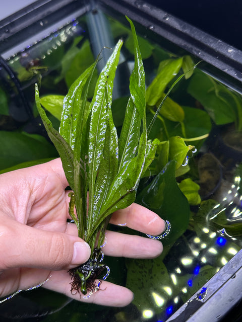 Java Fern