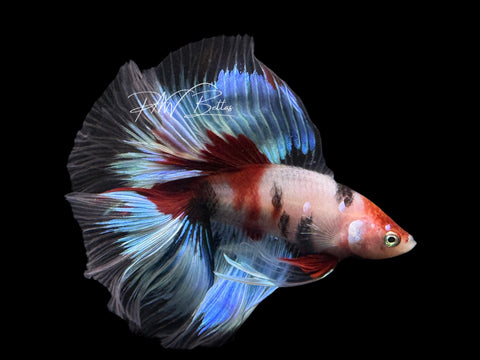 Koi DTHM Male Betta | M2569