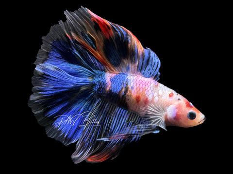 Marble Koi DTHM Male Betta | M2620