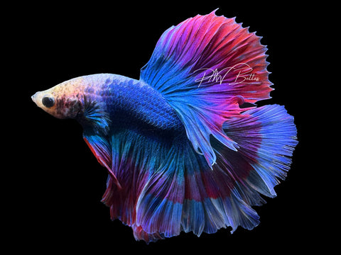 Mascot Buttefly HM Male Betta | M2625