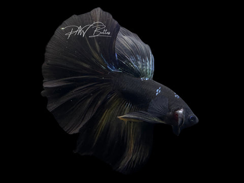 Black Avatar HM Male Betta | LM12