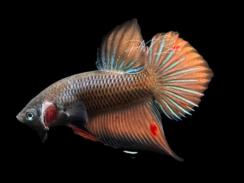 Hybrid Wild Type Male Betta | Live Sale M4