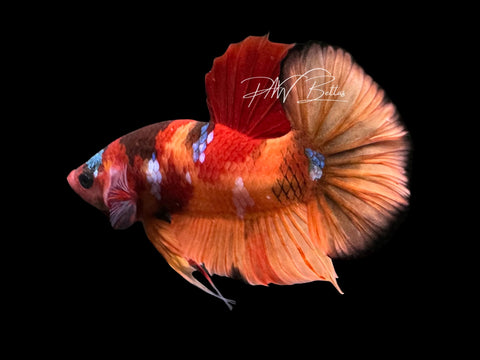 Nemo HMPK Male Betta | M2304