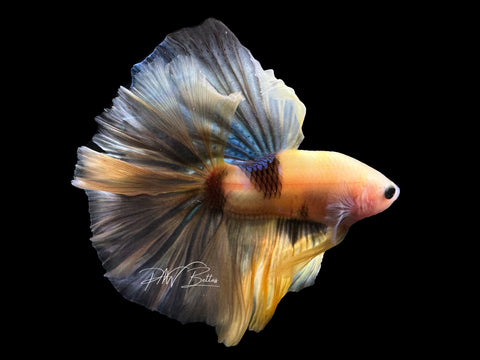 Yellow Koi Halfmoon Male Betta | M2462