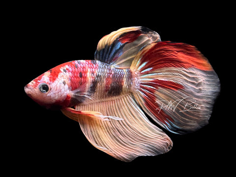 Nemo VT Male Betta | LM8