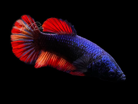 Avatar Nemo HMPK Female Betta | F2818