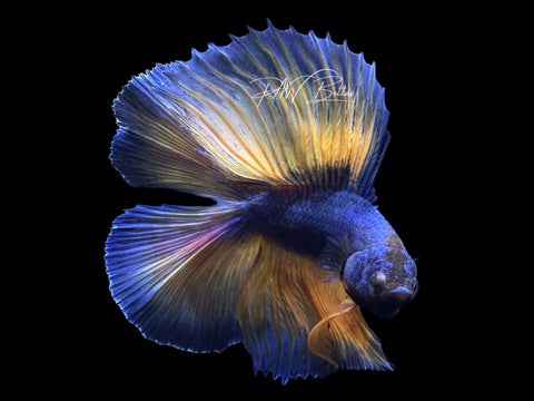 Mustard DT Halfmoon Male Betta | LM5