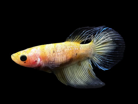 Yellow Koi Veiltail Female Betta | F2808
