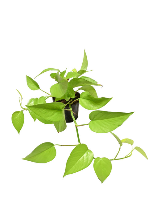 Neon Pothos 4”