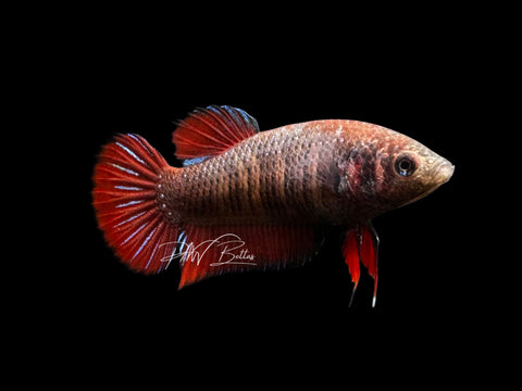 Hybrid Red Wild Type Pair | P2