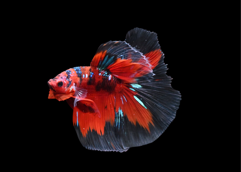 Red Galaxy Halfmoon Male Betta | 5206