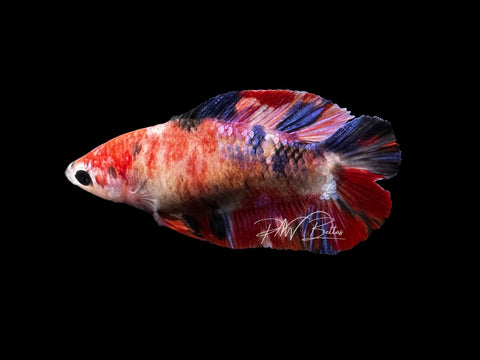 Koi DTPK Female Betta | F2823
