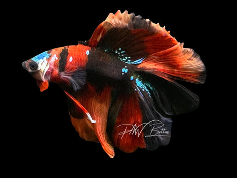 Koi DTHM Male Betta | M2308