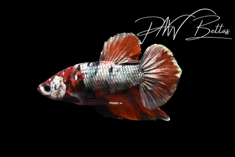 Nemo Copper HMPK Male Betta | 5205