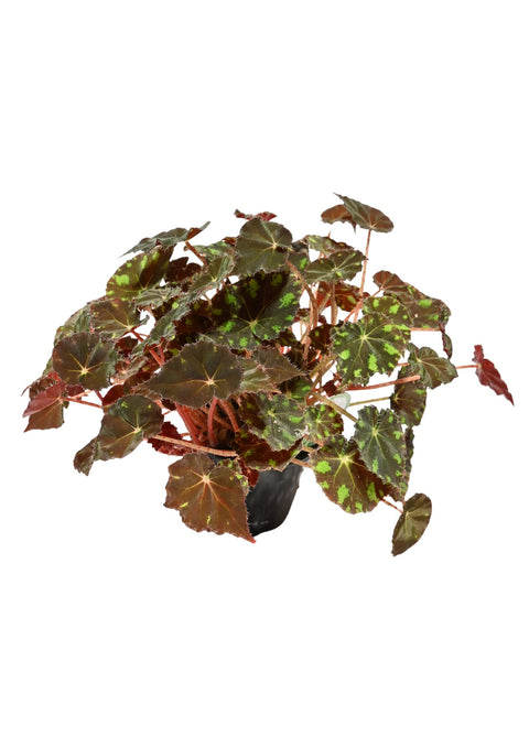 Rhizome Begonia 4”
