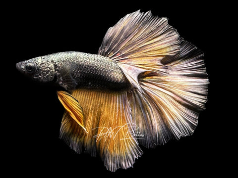 Yellow Copper Halfmoon Male Betta | M2793
