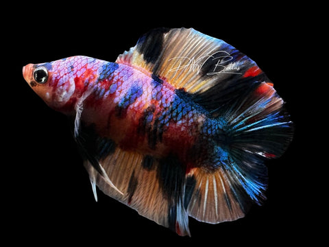Candy DTPK Male Betta | M2843
