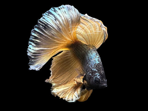 Yellow Copper Halfmoon Male Betta | M3080