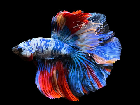 Blue Marble Halfmoon Male Betta | M2303