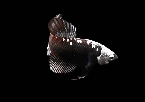Black Samurai HMPK Male Betta | 5281