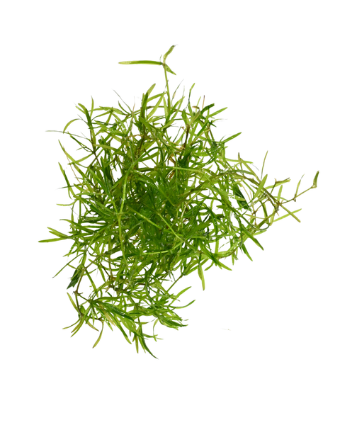 Guppy Grass | Najas guadalupensis