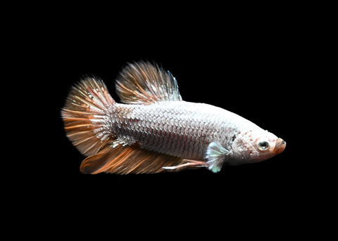 Vanda Dragon HMPK Male Betta | 5184