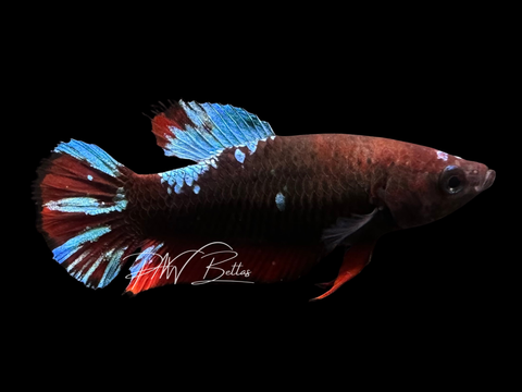 Avatar HMPK Female Betta | F2324
