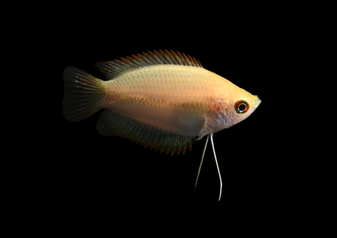 Honey Gourami | Trichogaster chuna