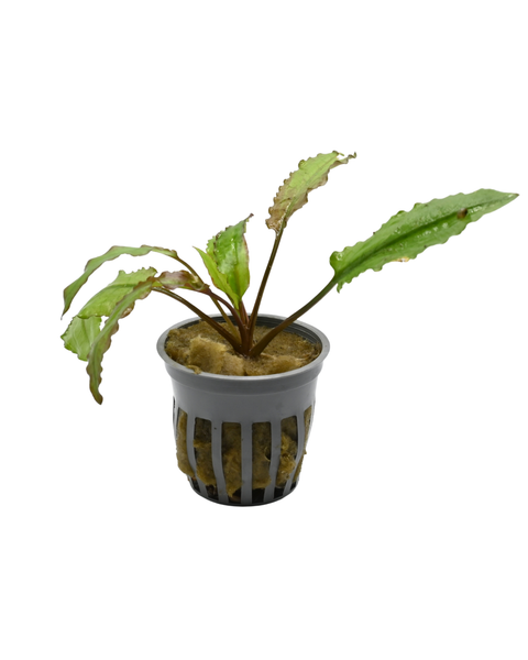 Green Crypt | Cryptocoryne wendtii 'Green'