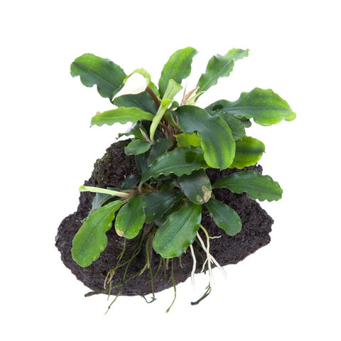 Bucephalandra pygmaea 'Wavy Green'