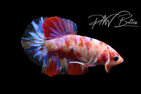 Koi Galaxy HMPK Male Betta | M5100